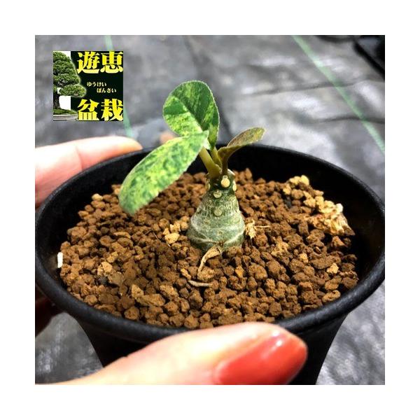 ドルステニア　フォエチダ ドルステニア フォエチダ | mana's farm:塊根植物・アガベ