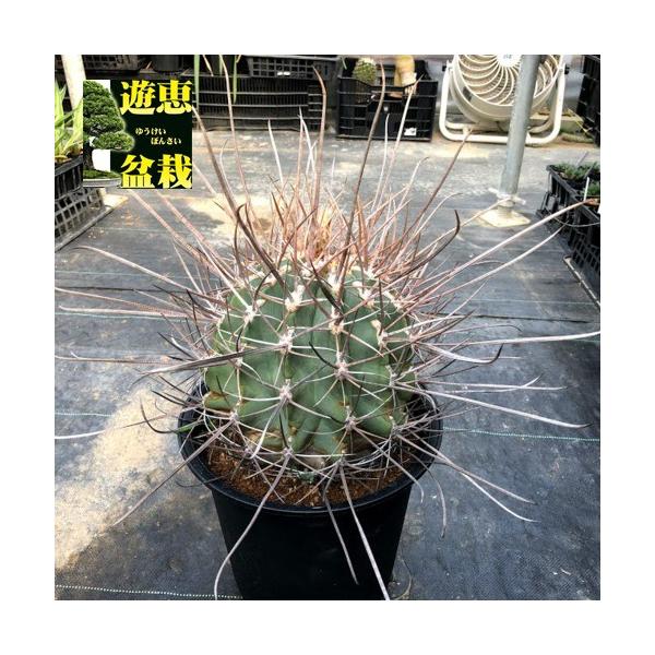 サボテン フェロカクタス 烈刺玉 幅18ｃｍ 現品 一品限り 成長点付近に傷あり S33v 遊恵盆栽 店