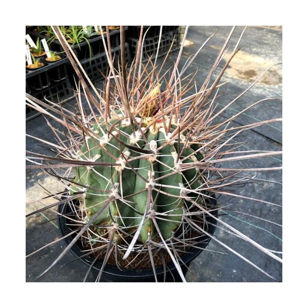 サボテン フェロカクタス サボテン 多肉植物 成長点付近に傷あり 店 現品 一品限り S33v 遊恵盆栽 烈刺玉 幅18ｃｍ