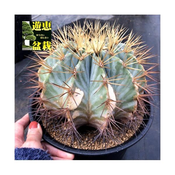 サボテン：フェロカクタス 王冠竜*幅16cm 現品！一品限り ※焼けあり