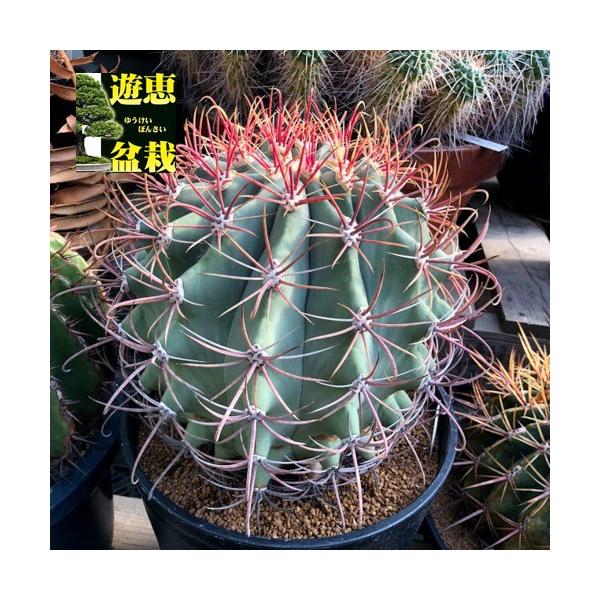 サボテン：フェロカクタス 江守*幅26cm 現品！一品限り : 遊恵盆栽