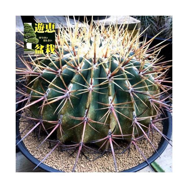 サボテン：フェロカクタス 文鳥丸*幅26cm 現品！一品限り : 遊恵盆栽