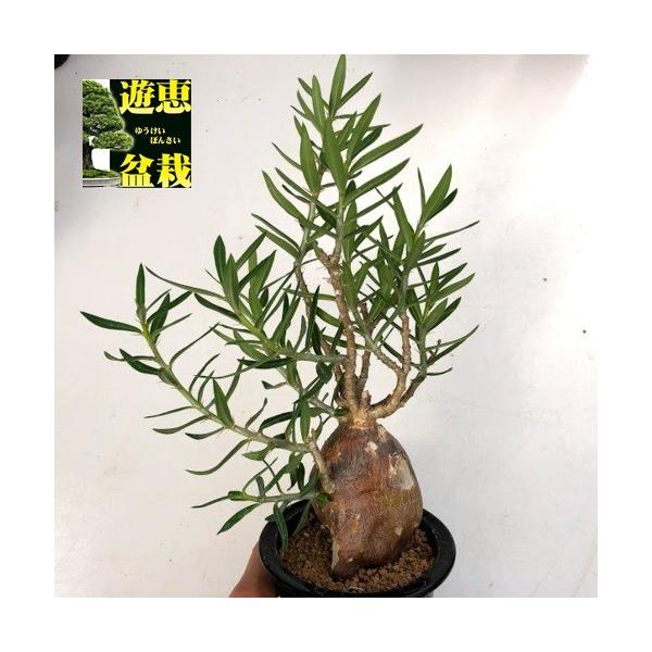 塊根植物 コーデックス　パキポディウム　ビスピノーサム　現地株 コーデックス：パキポディウム ビスピノーサム*塊根幅6cm 現品！一品