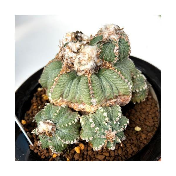 サボテン アズテキウム 花籠 幅8ｃｍ 現品 一品限り Buyee Buyee Japanese Proxy Service Buy From Japan Bot Online