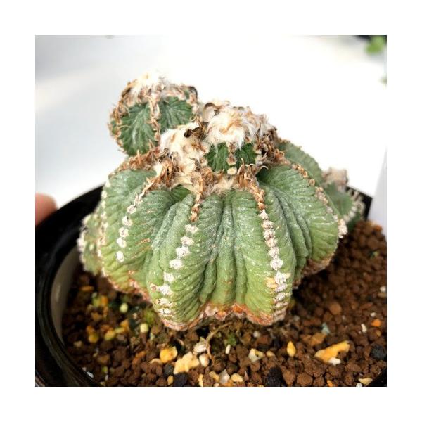 サボテン アズテキウム 花籠 幅8ｃｍ 現品 一品限り Buyee Buyee Japanese Proxy Service Buy From Japan Bot Online
