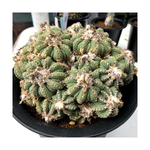 サボテン アズテキウム 花籠 幅16ｃｍ 現品 一品限り Buyee Buyee Japanese Proxy Service Buy From Japan Bot Online