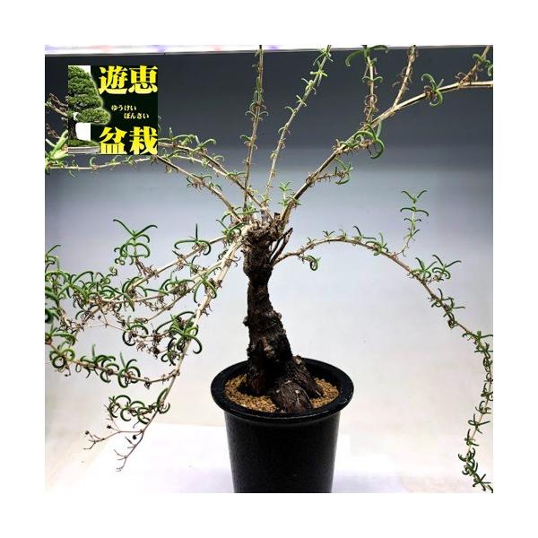 現地株 メストクレマ ・ ツベローサム メストクレマ ツベローサム 現地株 メストクレマ ・ ツベローサム 発根