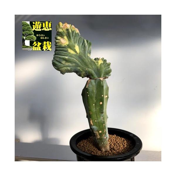 サボテン　綾波モンスト　台木根　実生繁殖竜神木接木 y-bonsai_s8495v