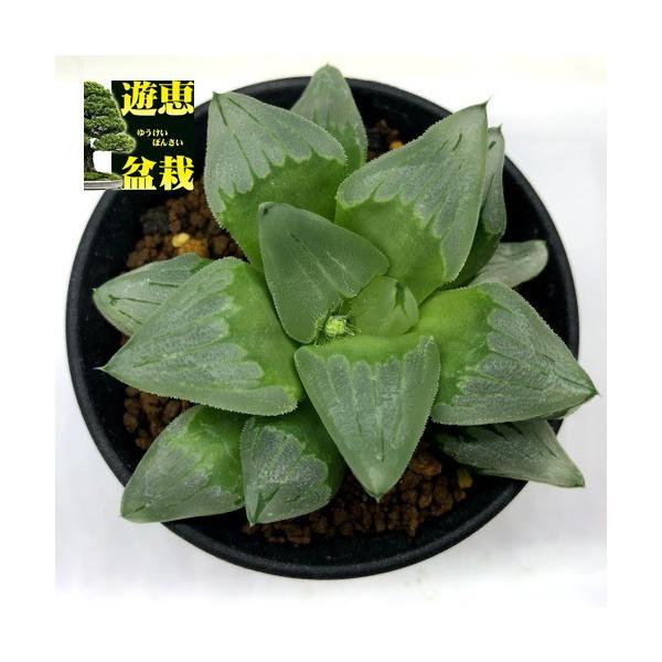 多肉植物：ハオルチア ピグマエア ミュータント *幅9cm 現品！一品限り
