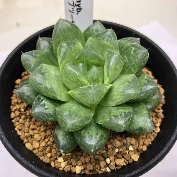 多肉植物：ハオルチア グリーンオブツーサhyb.*幅7cm : 遊恵