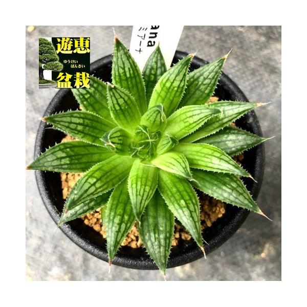 37d ハオルチア 多肉植物 金子短葉万象錦 自家繁殖 多肉植物