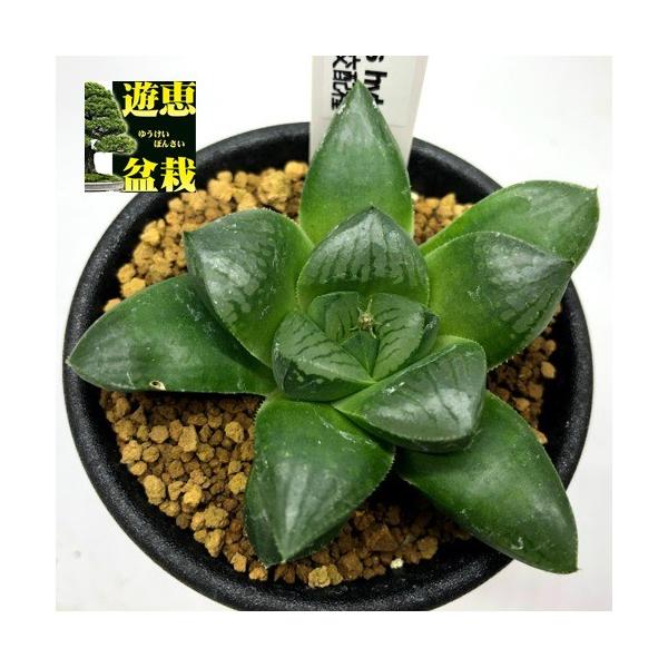 多肉植物 ハオルチア スプリング交配種 幅6cm S8561v 遊恵盆栽 Yahoo 店 通販 Yahoo ショッピング