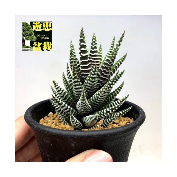 レインワルディ錦　大群生　陶器鉢ごと発送　大株　ハオルチア　多肉植物　硬葉 レインワルディ錦 大群生 陶器鉢ごと発送 大株 ハオルチア 多肉