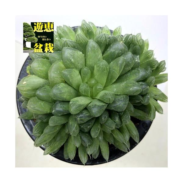 多肉植物：ハオルチア ジョイアエ B型 RSA 群生*幅12cm : 遊恵盆栽