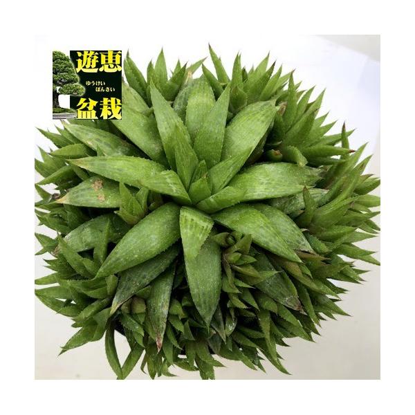 多肉植物：ハオルチア 群生*幅13cm : 遊恵盆栽 Yahoo!店 - 通販