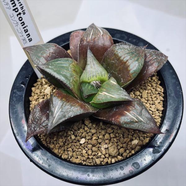 多肉植物：ハオルチア コンプトニアナ実生*幅10cm ※葉に亀裂あり
