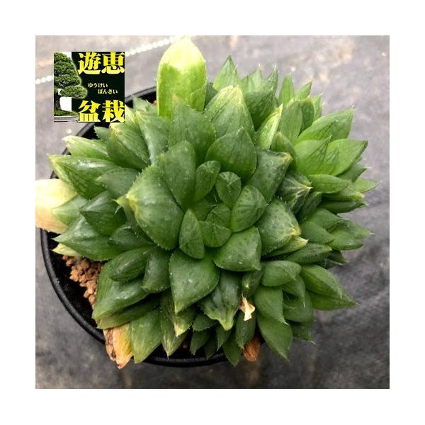 多肉植物：ハオルチア シンビフォルミス系 群生*幅9cm : 遊恵盆栽