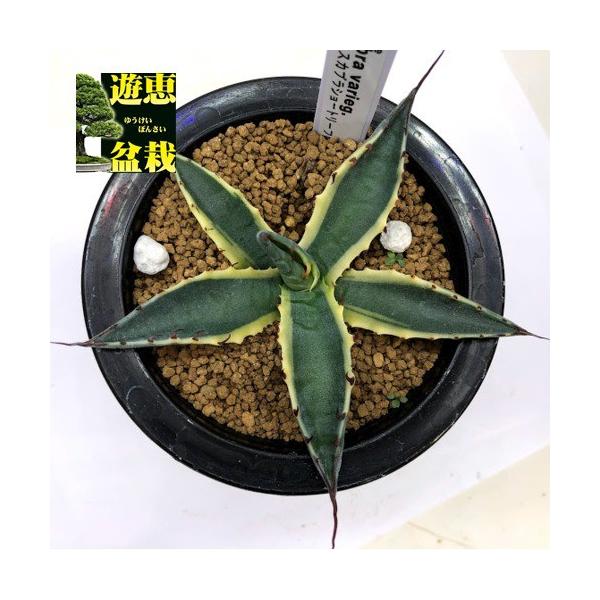 多肉植物：アガベ スカブラショートリーフ錦 覆輪*幅10cm 現品