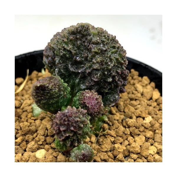 多肉植物 アドロミスクス マリアンナエ レッドフォーム 幅6 5cm 現品 一品限り Www Mohmmadiyon Com