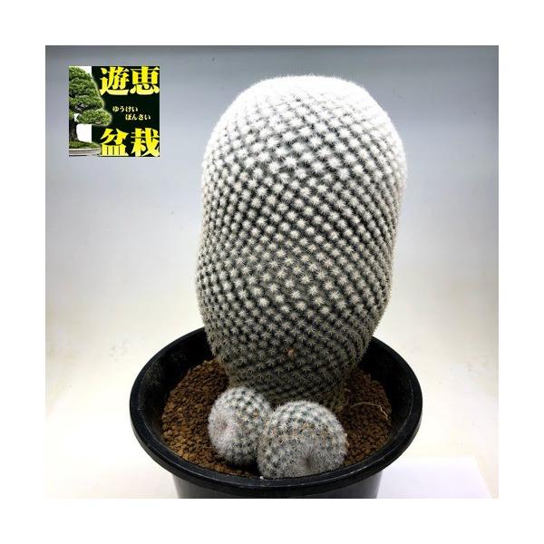 y-bonsai_s8625v