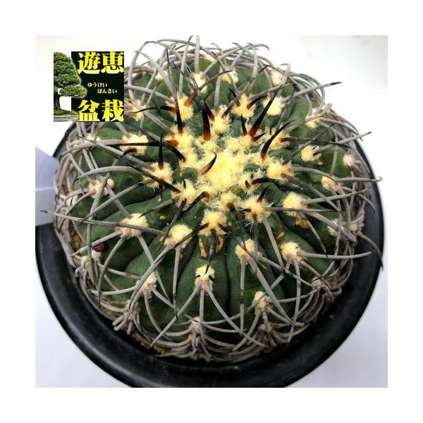 ギムノカリキウム天平丸　山木サボテン y-bonsai_s12382v