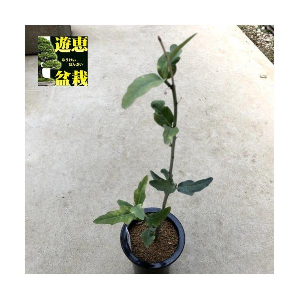 アデニア　レパンダ　塊根植物 アデニア レパンダ Adenia repanda 20230908 | SPG 'for sale'
