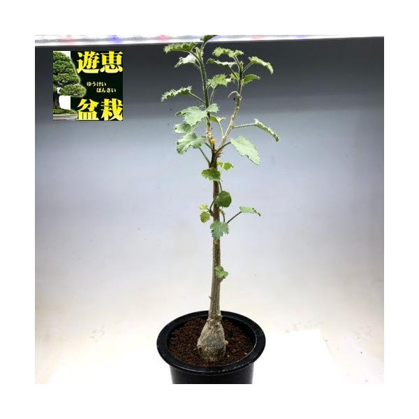 デンドロシキオスソコトラナ1 検）ギガス　ブラータ デンドロシキオス ソコトラーナ Dendrosicyos socotrana