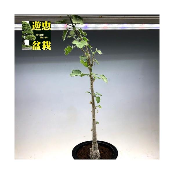 多肉植物：デンドロシキオス ソコトラーナ*塊幅3.5cm 現品！一品