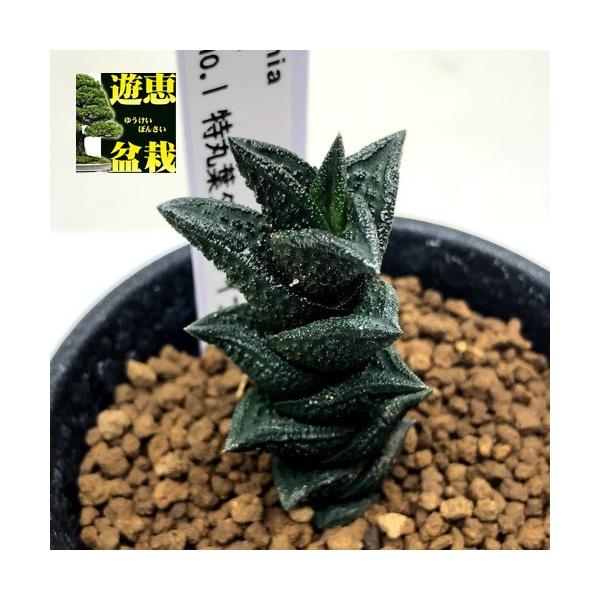 多肉植物：多肉植物：ハオルチア ニグラno.1 特丸葉ダルマタイプ*幅2.5