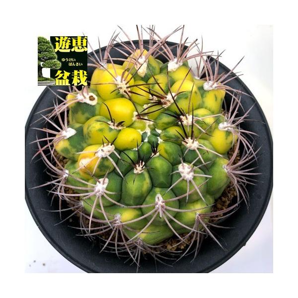 サボテン　新天地錦　ギムノカリキウム　鉢付き y-bonsai_s13462v
