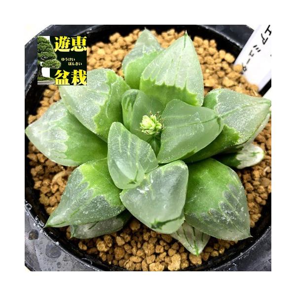 安いハオルチア 氷砂糖の通販商品を比較 ショッピング情報のオークファン