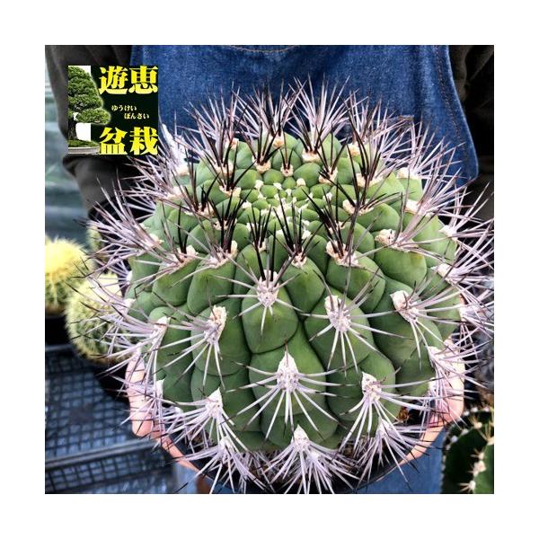 サボテン：ギムノカリキウム 新天地*幅18cm 現品！一品限り : 遊恵