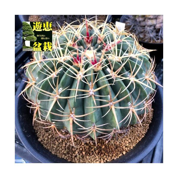 サボテン：フェロカクタス 赤城*幅16cm 現品！一品限り : 遊恵盆栽