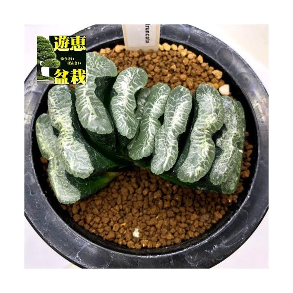 ハオルチア 花 観葉植物の人気商品 通販 価格比較 価格 Com