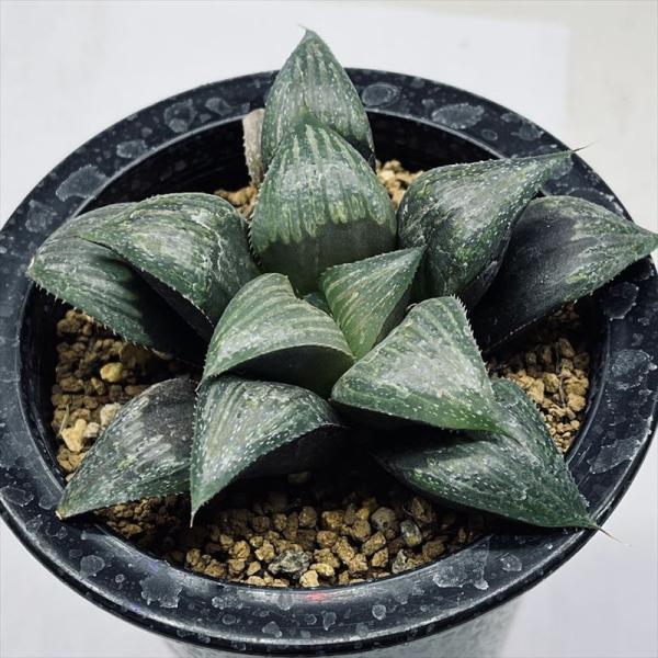 多肉植物：ハオルチア ナビアエンシス*M 幅10cm : 遊恵盆栽 Yahoo!店