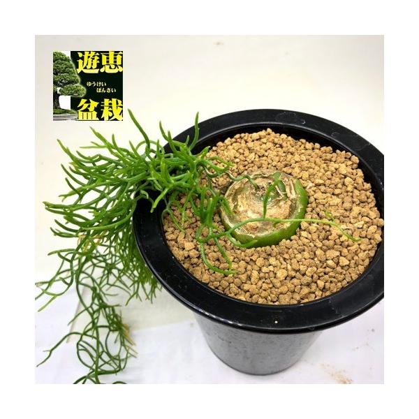 多肉植物 蒼角殿 ソウカクデン 球根幅4cm 現品 一品限り S60v 遊恵盆栽 Yahoo 店 通販 Yahoo ショッピング