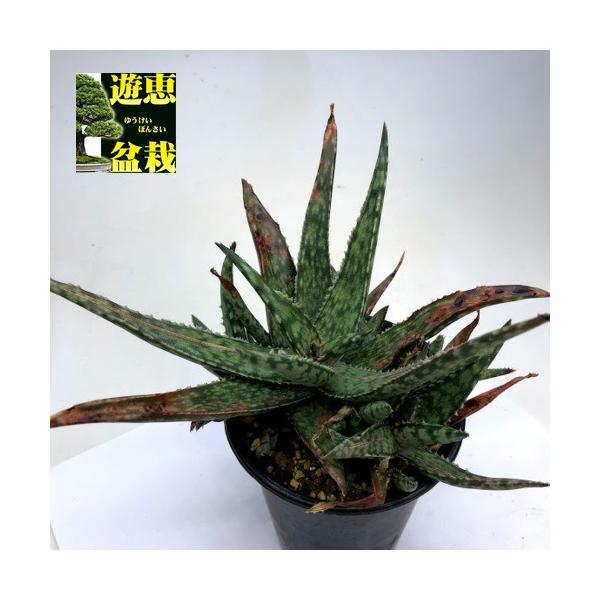 多肉植物：アロエ フラギリス*幅15cm ※葉先に傷みあり : 遊恵盆栽