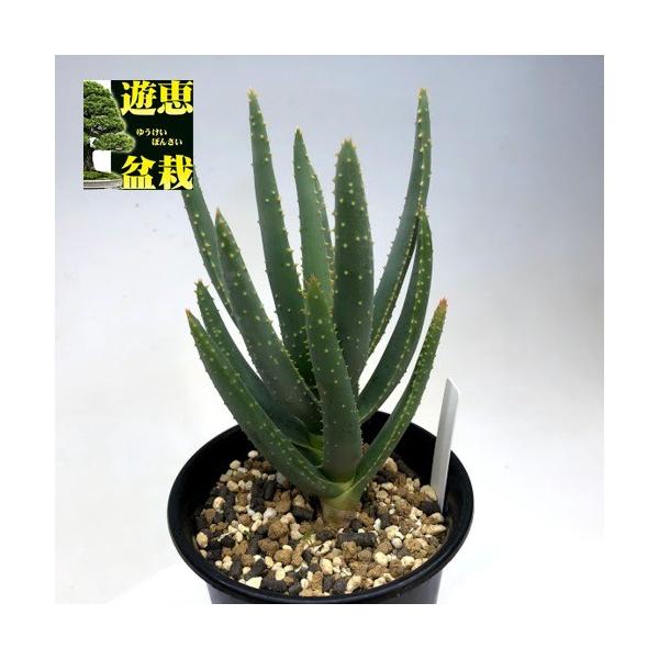 多肉植物：アロエ ラモシシマ*幅9cm : 遊恵盆栽 Yahoo!店