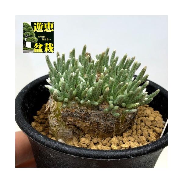 塊根植物：アボニア アルストニー うつぼ錦 赤花*葉幅5cm 現品！一品