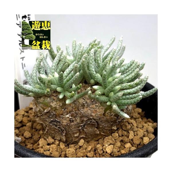 塊根植物：アボニア アルストニー うつぼ錦 赤花*葉幅4cm 現品！一品