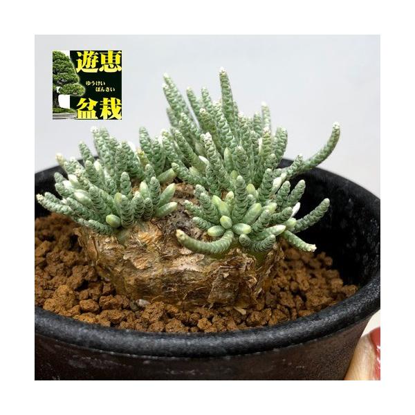塊根植物：アボニア アルストニー うつぼ錦 赤花*葉幅4cm 現品！一品