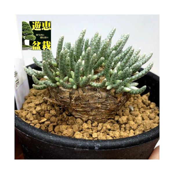 塊根植物：アボニア アルストニー うつぼ錦 赤花*葉幅4.5cm 現品！一品
