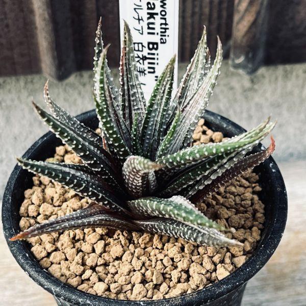 多肉植物：ハオルチア 白衣美人*幅6cm : 遊恵盆栽 Yahoo!店 - 通販