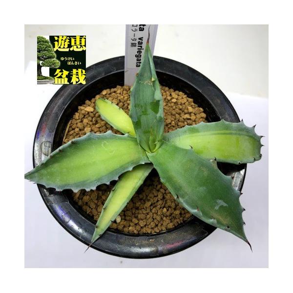 多肉植物：アガベ コロラータ錦 中斑*幅13.5cm 現品！一品限り