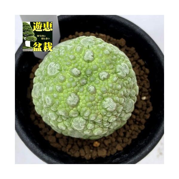 多肉植物：プセウドリトス ミギウルティヌス*幅4cm 現品！一品限り