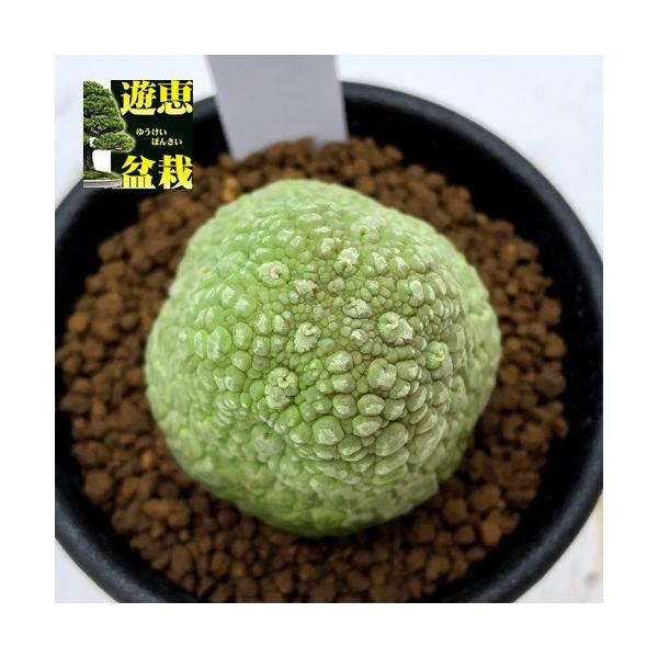 多肉植物：プセウドリトス ミギウルティヌス*幅3.8cm 現品！一品限り