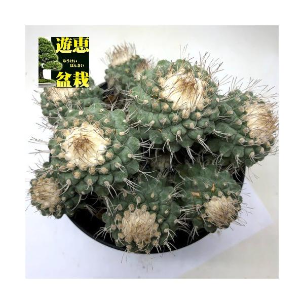 【大株】ストロンボカクタス 菊水 群生 接ぎ降ろし 発根済 国内実生サボテン 菊水 実生 A2910☆ストロンボカクタス サボテン☆「送料無料