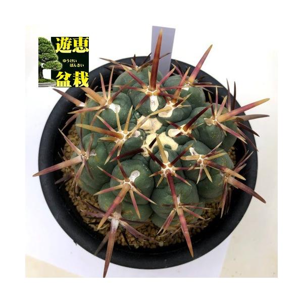 テロカクタス　紅鷹　サボテン　強棘 Thelocactus heterochromus【テロカクタス・強棘紅鷹】 | RIMO'S GREEN