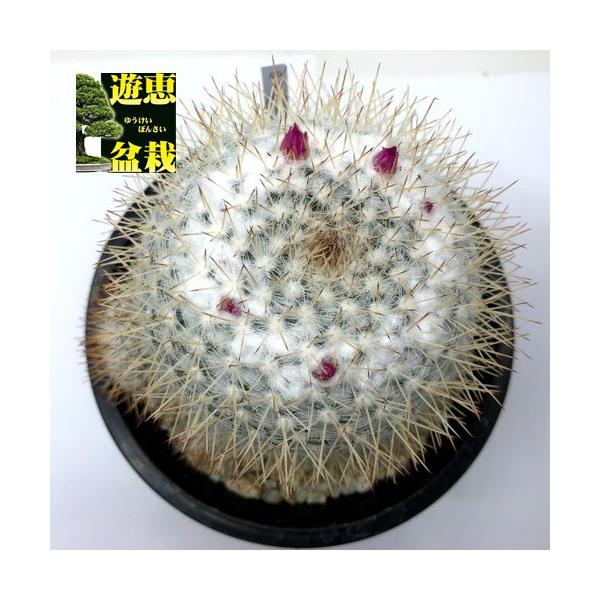 サボテン：マミラリア ディアルバータ*幅8cm 現品！一品限り : 遊恵