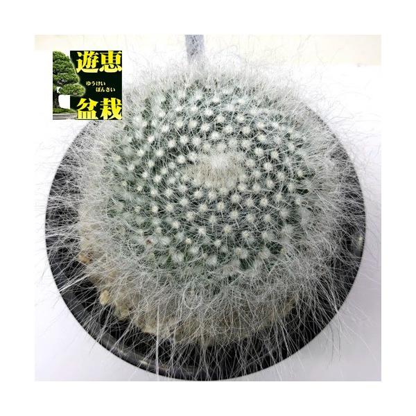 サボテン：マミラリア 長毛玉翁*幅7.5cm 現品 一品限り : 遊恵盆栽